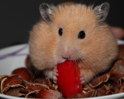 餌を食べているハムスター